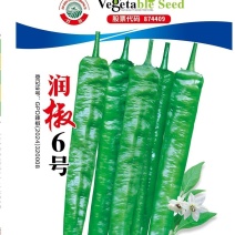 辣椒种子润椒6号品质型软皮羊角椒中早熟挂果能力强