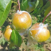 山西运城精品玉露香梨，口感脆甜，水分大进口化渣耐运输储存