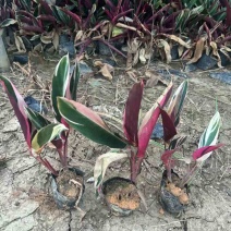 七彩竹芋小袋中袋基地直销质量优质