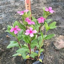 长春花小袋中袋基地直销大小规格齐全质量优质