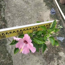泰国龙船花，进口大红花，水红粉红朱瑾基地直销质量优质