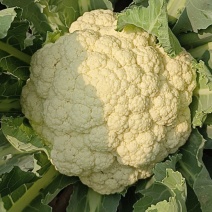 大量花菜