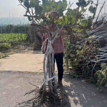 占地大葡萄树