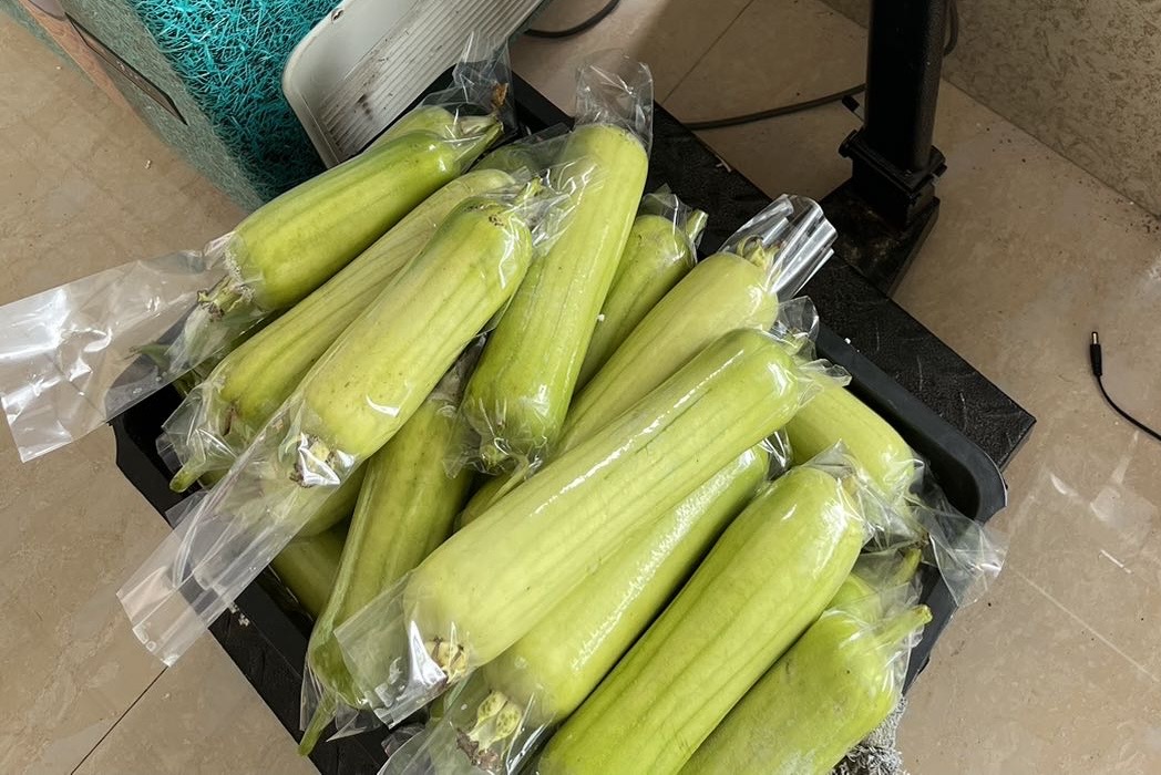 一个透明塑料保鲜盒内盛放着浅绿色的炒丝瓜,盒盖紧闭,置于家用冰箱冷藏层中,周围有其他蔬菜和酸奶瓶,温度显示为3℃ 冰箱内存放的密封餐盒