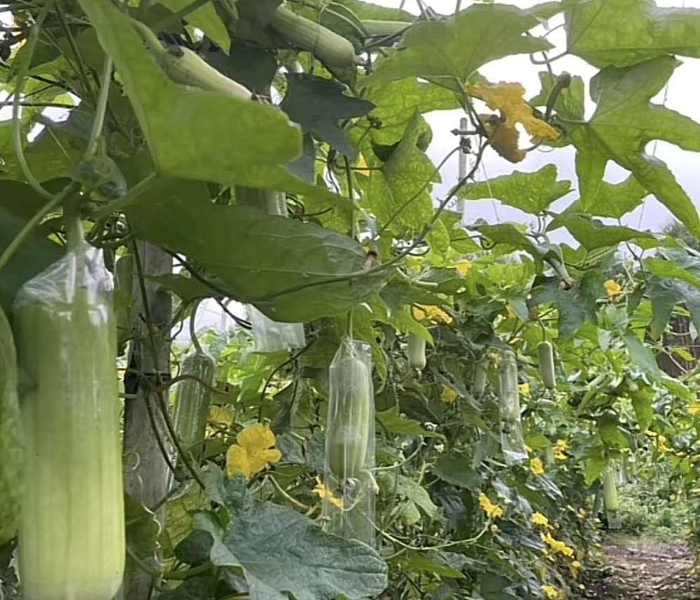 丝瓜种植园全景