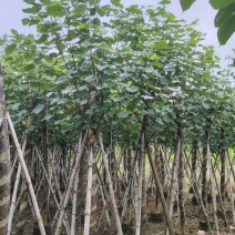 大量低价出售5-8-10-12公分黄槿