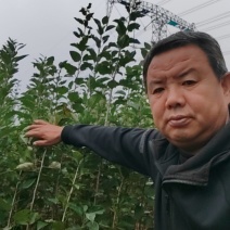 海棠砧木苗，海棠苗苹果实生苗苹果砧木苗