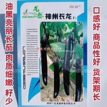 龙盛长茄种子神州长龙细长条茄子种子油黑亮丽口感好籽少
