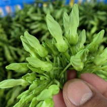夜香花，小青花