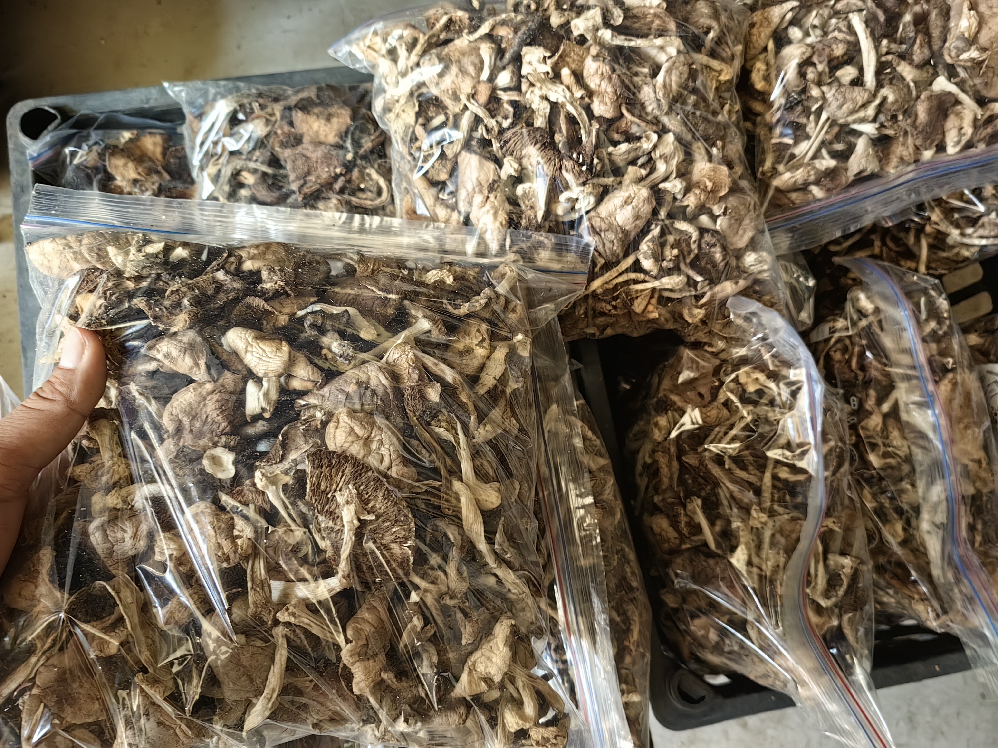 凤尾菇干货、调味即食包等加工产品陈列图,展示多样化的产品形态 凤尾菇加工成品展示