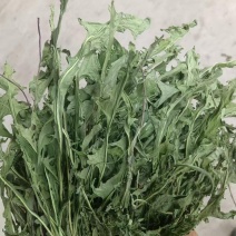烘干蒲公英