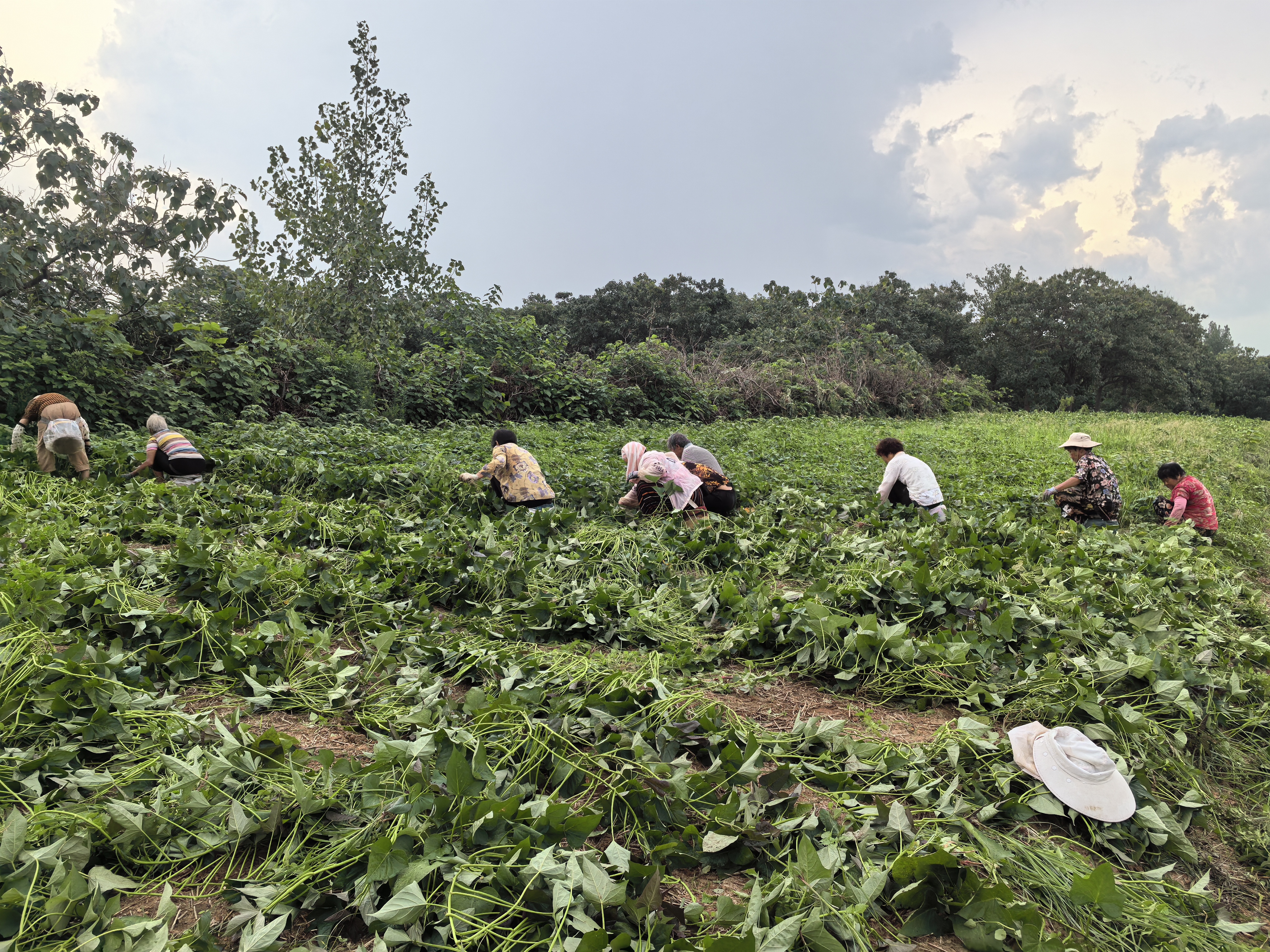 藤县和平镇粉葛种植基地