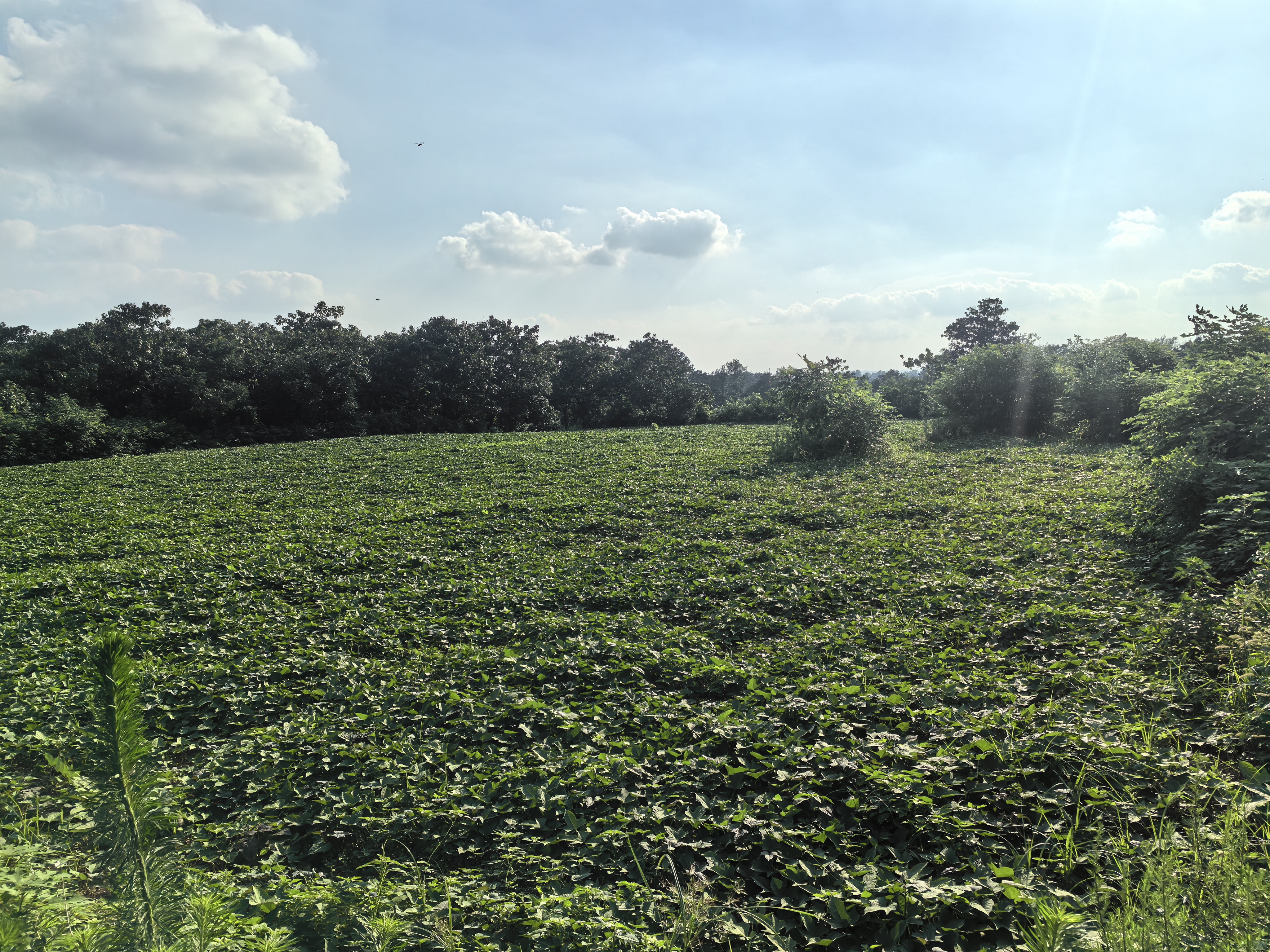 哺乳期妈妈在厨房准备红薯