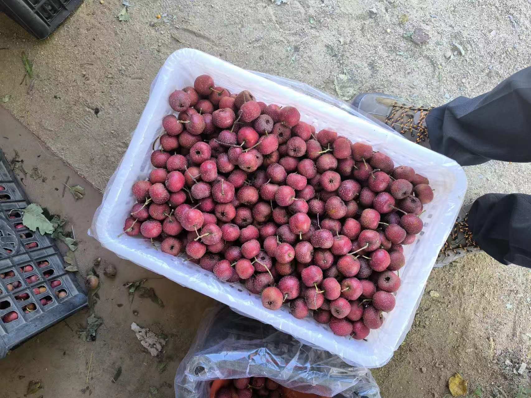 左侧为新鲜采摘的大金星山楂果实,右侧为经过自然晾晒后的完整山楂干成品,两者按重量4.5:1比例摆放对比,展示脱水前后体积与色泽变化 鲜山楂与山楂干对比图