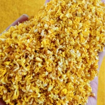 桂花干桂林特级桂花干桂花茶5A