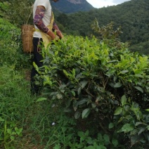 云南普洱茶