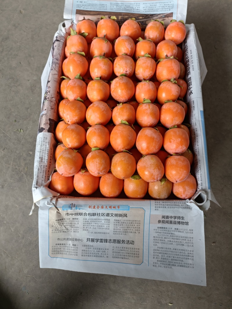山西火葫芦柿子凉甜爽口新鲜采摘当天发货一条龙服务