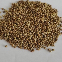 新货香菜籽芫荽子芫茜孑香菜籽胡荽籽香料调味卤料调味料