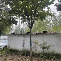 紫荆，巨紫荆产地直销，精品树形，各种规格齐全