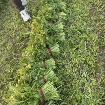 茼蒿菜，茼蒿，毛把菜，蒿子杆，实心光杆