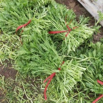 茼蒿菜，蒿子杆，毛把菜，实心光杆，质优价廉