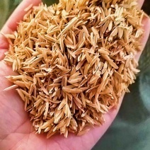 四川，贵州酒厂过筛净壳