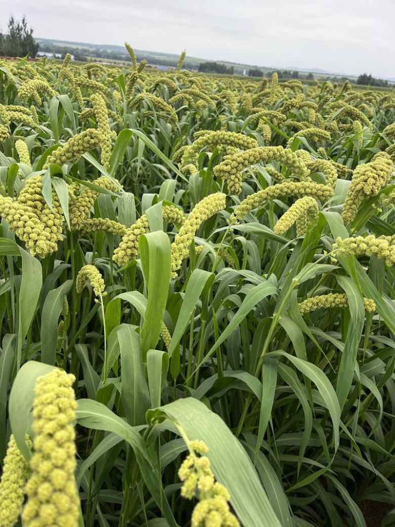 内蒙古赤峰敖汉旗小米 4.91元/斤内蒙小黄米