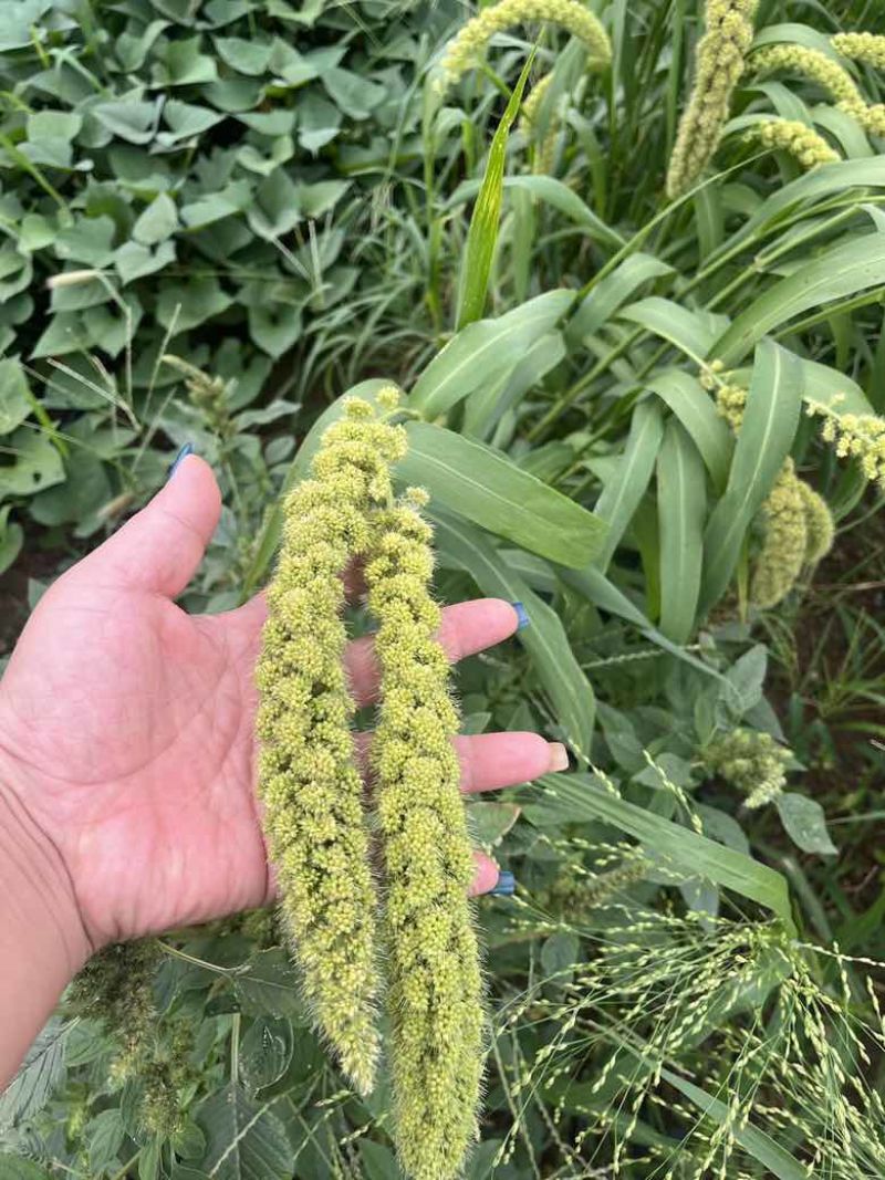 内蒙古赤峰敖汉旗小米 4.91元/斤内蒙小黄米