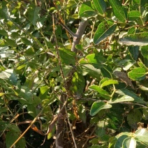 药用双仁酸枣苗，1/2/3年苗产地，山西酸枣苗