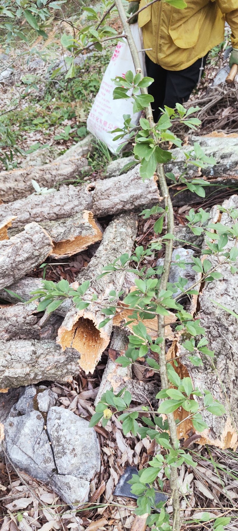 梨树树皮,梨树树形_大山谷图库