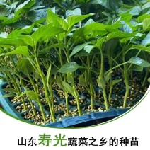 光亮顺直抗病大果羊角椒苗尖椒苗黄皮绿皮羊角椒苗
