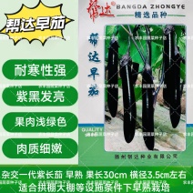 帮达早茄茄子种子特早熟紫长茄种子耐寒性强果肉浅绿色细嫩茄
