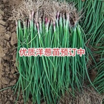 优质洋葱苗，万亩基地，品种齐全。河西二红，黄葱。半高桩