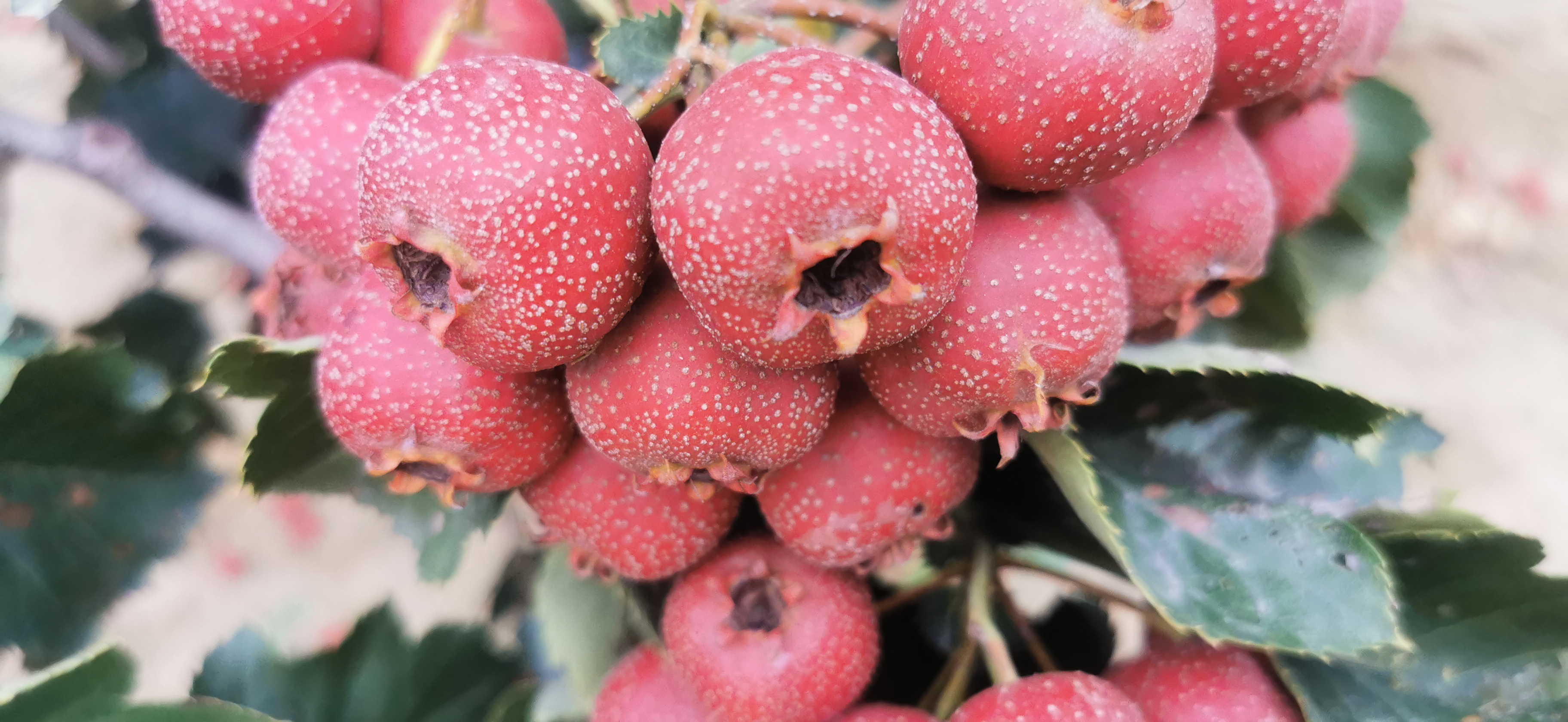 一颗成熟的大五棱山楂果实特写,表面呈深红色,果皮光滑有光泽,顶部清晰可见五个明显的棱状突起,背景为自然林地环境,阳光透过树叶洒在果实上,展现出其自然生长状态 大五棱山楂特写