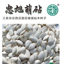 三系杂交西瓜甜瓜嫁接砧木种子叶片小黑绿黑颈抗病能力强苗床