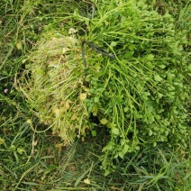 西洋菜种苗供应