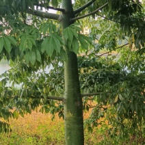 绿化苗木风景树大腹木棉树英雄树各种规格都有大基常年供货