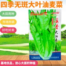大颗四季油麦菜种子大叶油麦菜种子耐寒耐热甜味油麦菜种子