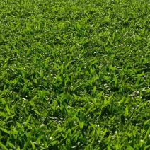 大叶油草