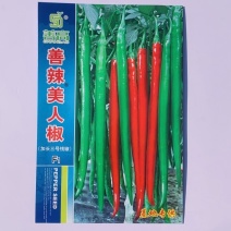 善辣美人椒加长三号线椒种子高产顺直深绿香辣薄皮条椒大田用
