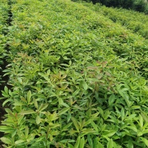 木荷良种苗，产地直发，支持视频看货，货源充足