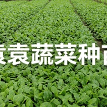 三青莴笋苗
