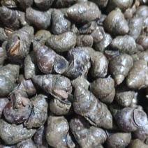 螺蛳一手货源存手工货无积压今发明到保证鲜活包直达费用