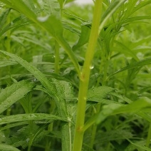 云南精品藜蒿