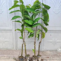 正宗台湾释迦佛陀果树苗盆栽地栽果树苗四季种植果树苗