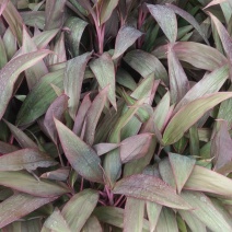 盆苗朱蕉
