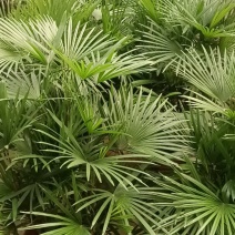 盆苗金山棕竹