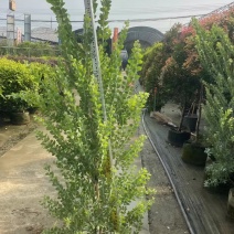 银叶金合欢