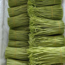 云南精品芦蒿产地直销保质保量一手货源对接商超市场