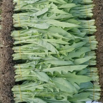 正宗博白甜麦菜种苗基地自厂自销